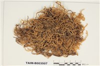 藏品(蔓苔科)的圖片